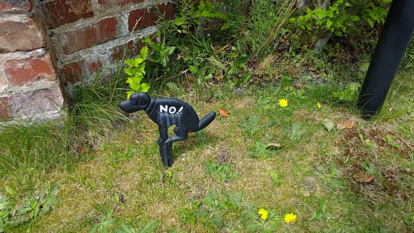 Dog poo