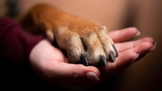 Emotional support dog paw on hand