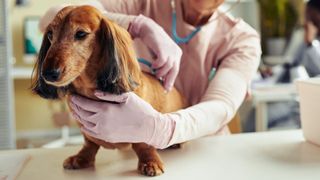 Elderly dachshund with grey hairs on his face on a vet's table, being examined by a vet in pink scrubs and gloves