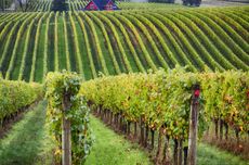 Willamette Valley vineyards
