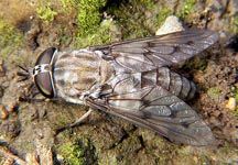 436px-Horse_fly_Tabanus_2.jpg