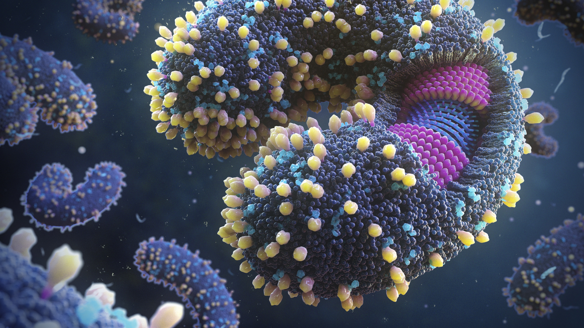 Una ilustración de un torovirus, un tipo de virus de ARN.