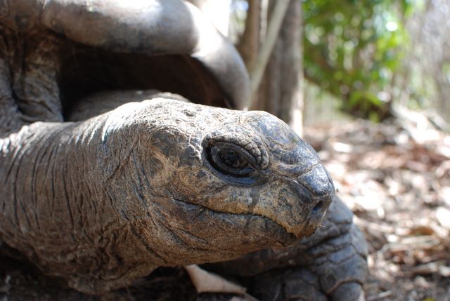 Aldabra Giant Tortoise