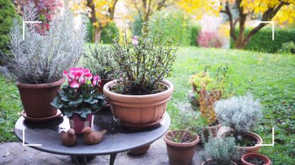 picture of container plants in a group in an autumnal garden