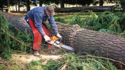 A lumberjack sawing a tree 