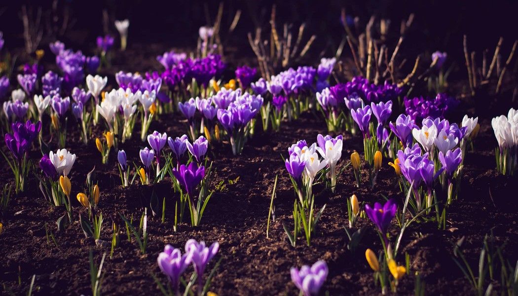 Best flower seed packets Real Homes