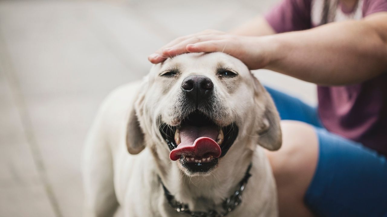 dog being stroked with tongue out 