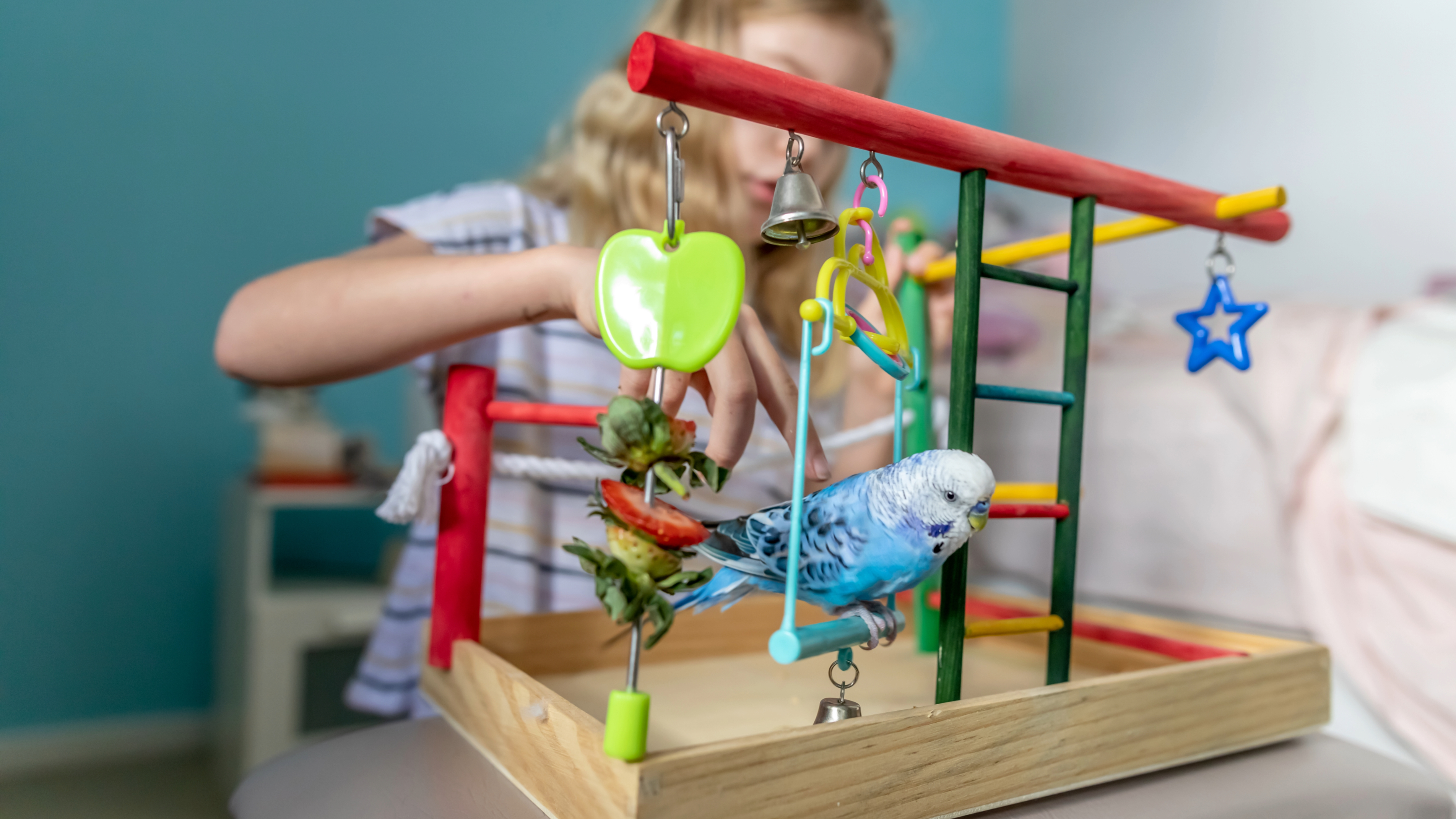 Girl playing with pet budgie