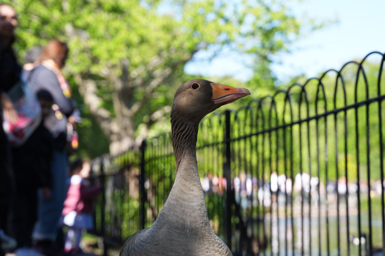 Close-up portrait of a goose beside a park lake and railings.