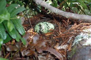 steller's jays, endangered species, photos of marbled murrelets, redwood forests