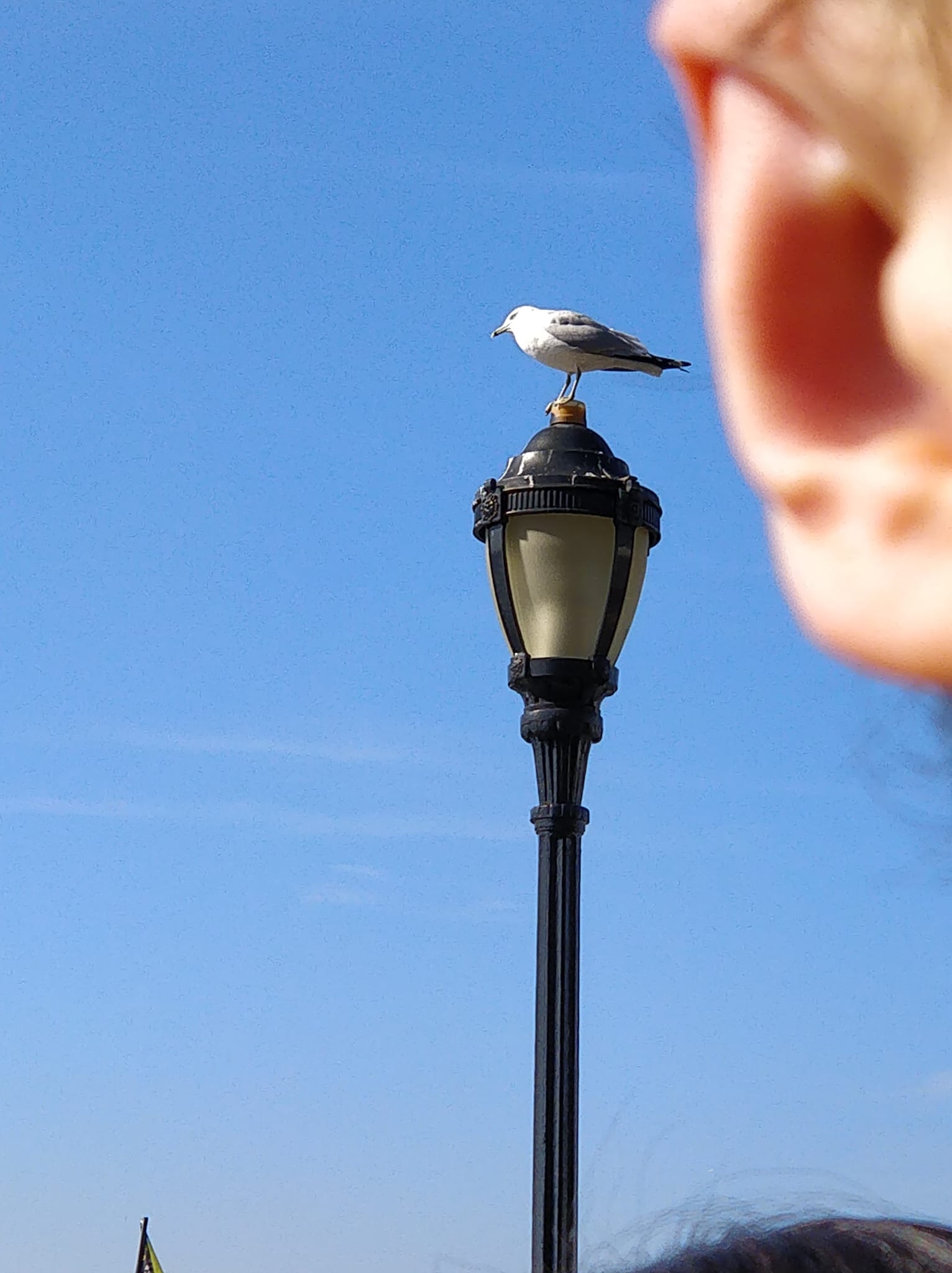 A seagull perches on top of an ornate lamppost while someone's open, biting mouth fills the foreground out of focus.