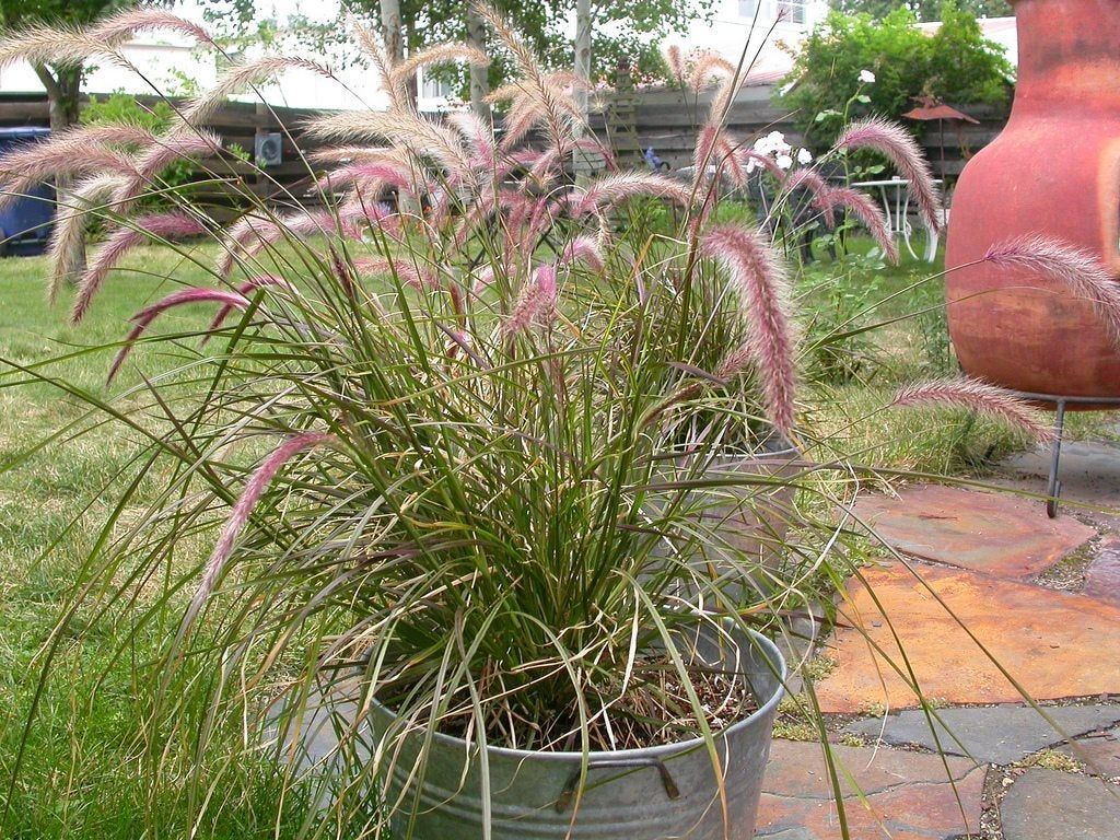 fountain grass brown tips