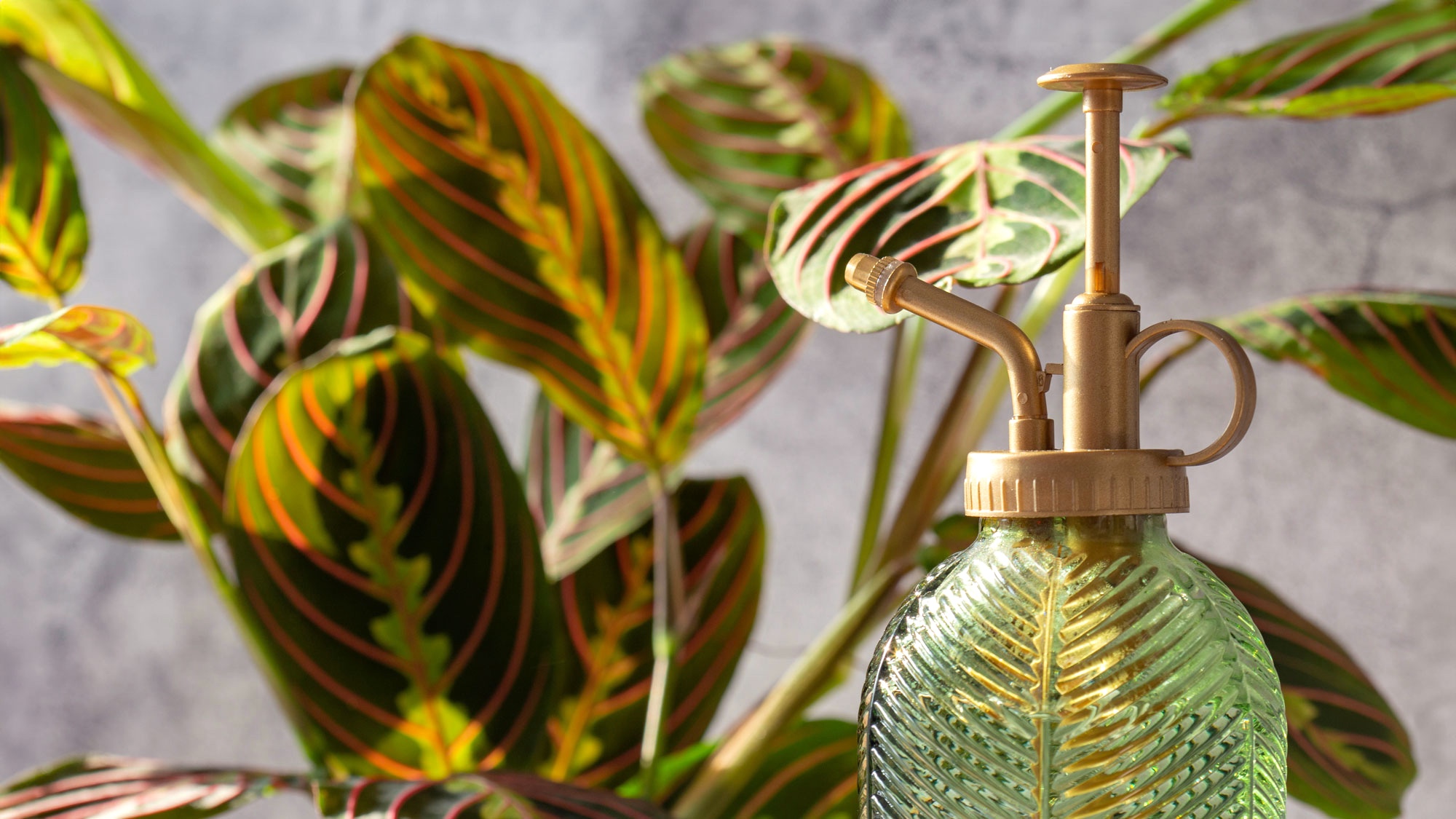 calathea houseplant and green mister