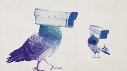 Photo collage of two pigeons with CCTV cameras for heads.