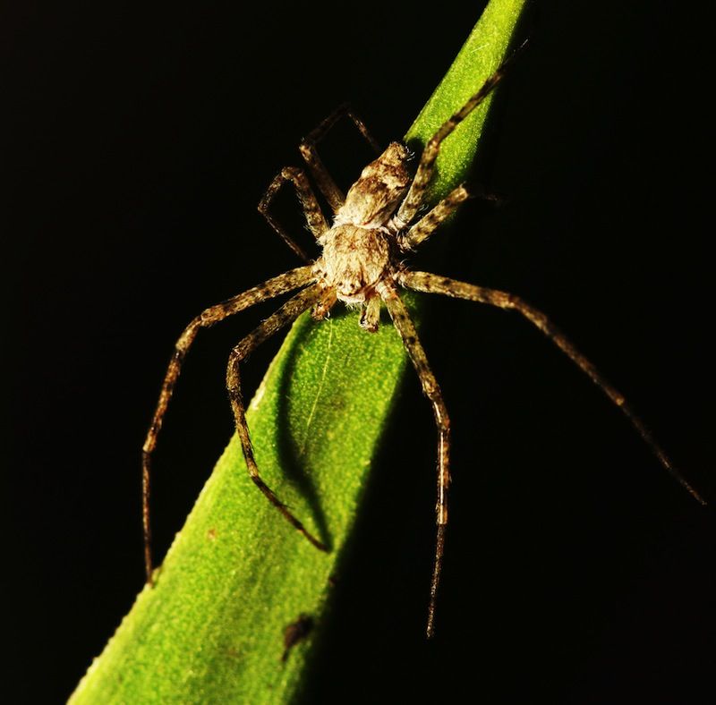 Brown Recluse Spider