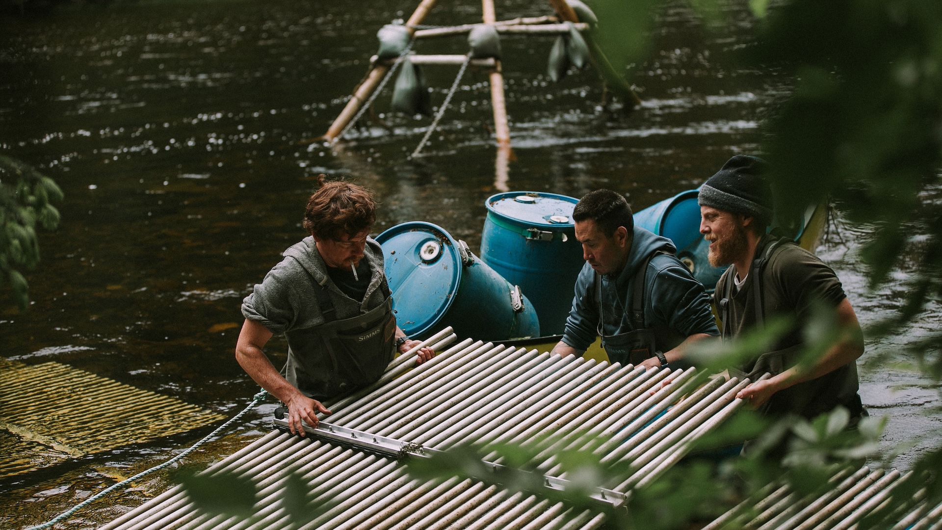 Three men work in a river, lifting the grate of a fish weir