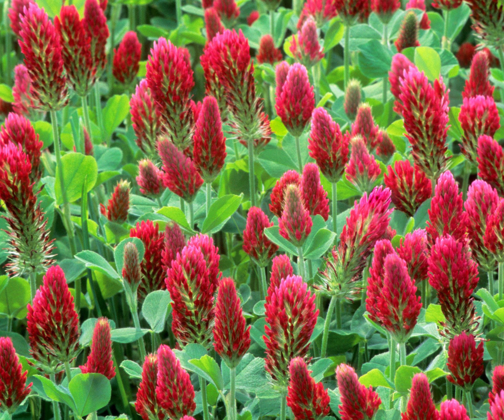 crimson clover in bloom growing in garden