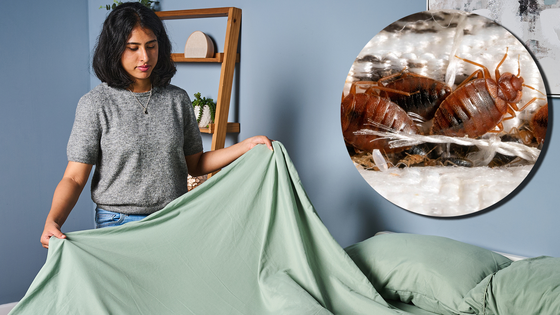 A woman holds a mint green top sheet as she dresses a mattress in our Sleep Lab. In the top left corner is a close up of bed bugs on a mattress