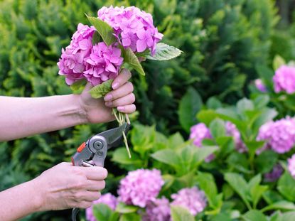 Person Cutting Pink Hydrangeas