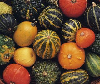 A collection of squash