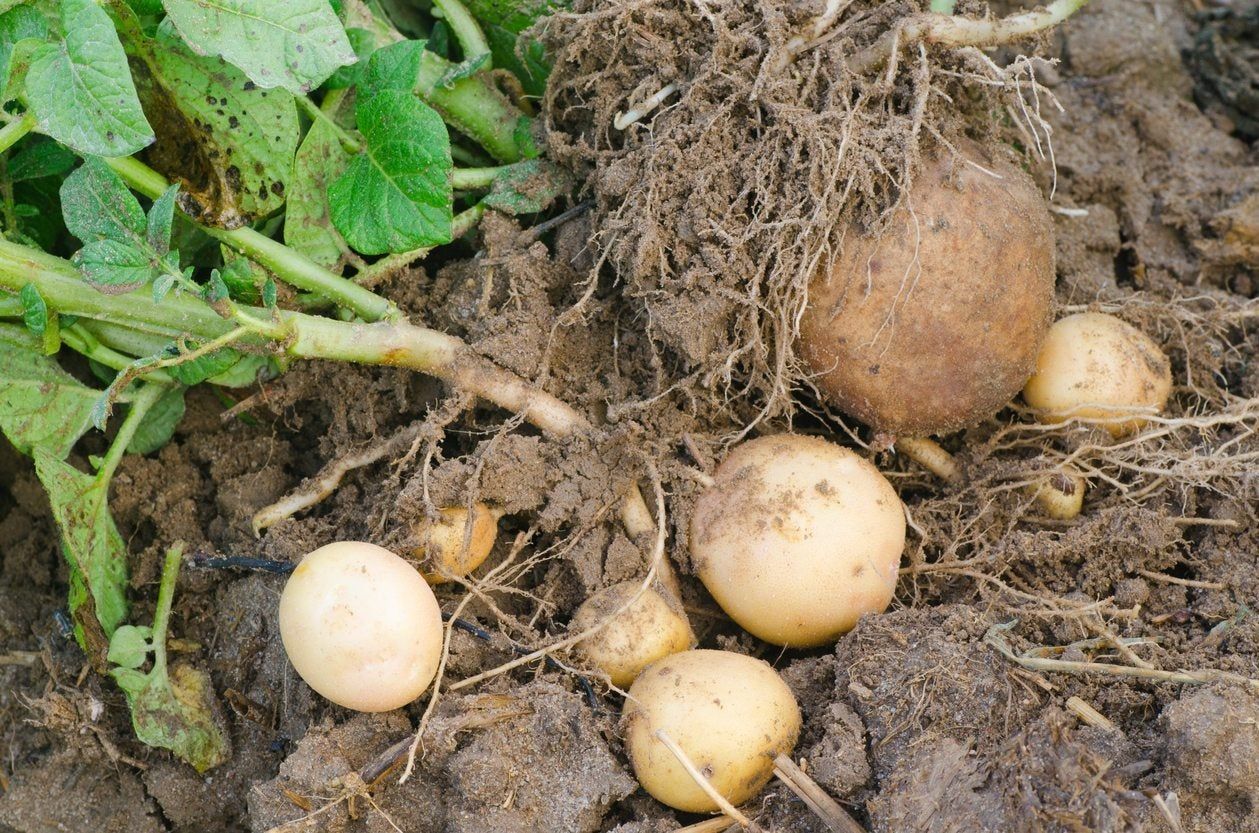 Determinate Vs. Indeterminate Potatoes Learn About Potato Growth