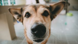 Close up shot of dog's face