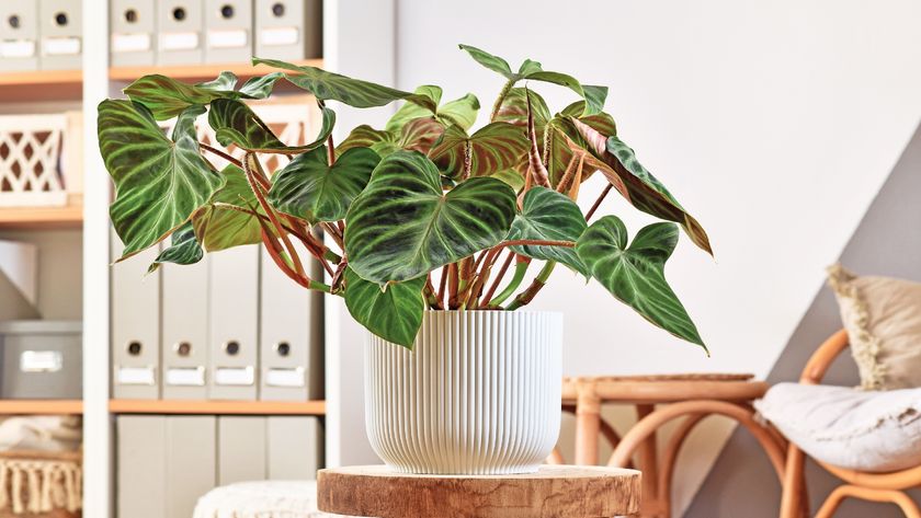 Philodendron in white plant pot 