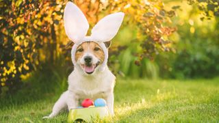 Easter eggs for dogs: Dog dressed in bunny costume for Easter sitting with bowl of colorful painted eggs