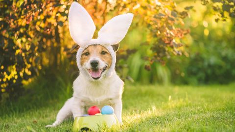 10 mouth-watering Easter eggs for dogs | PetsRadar