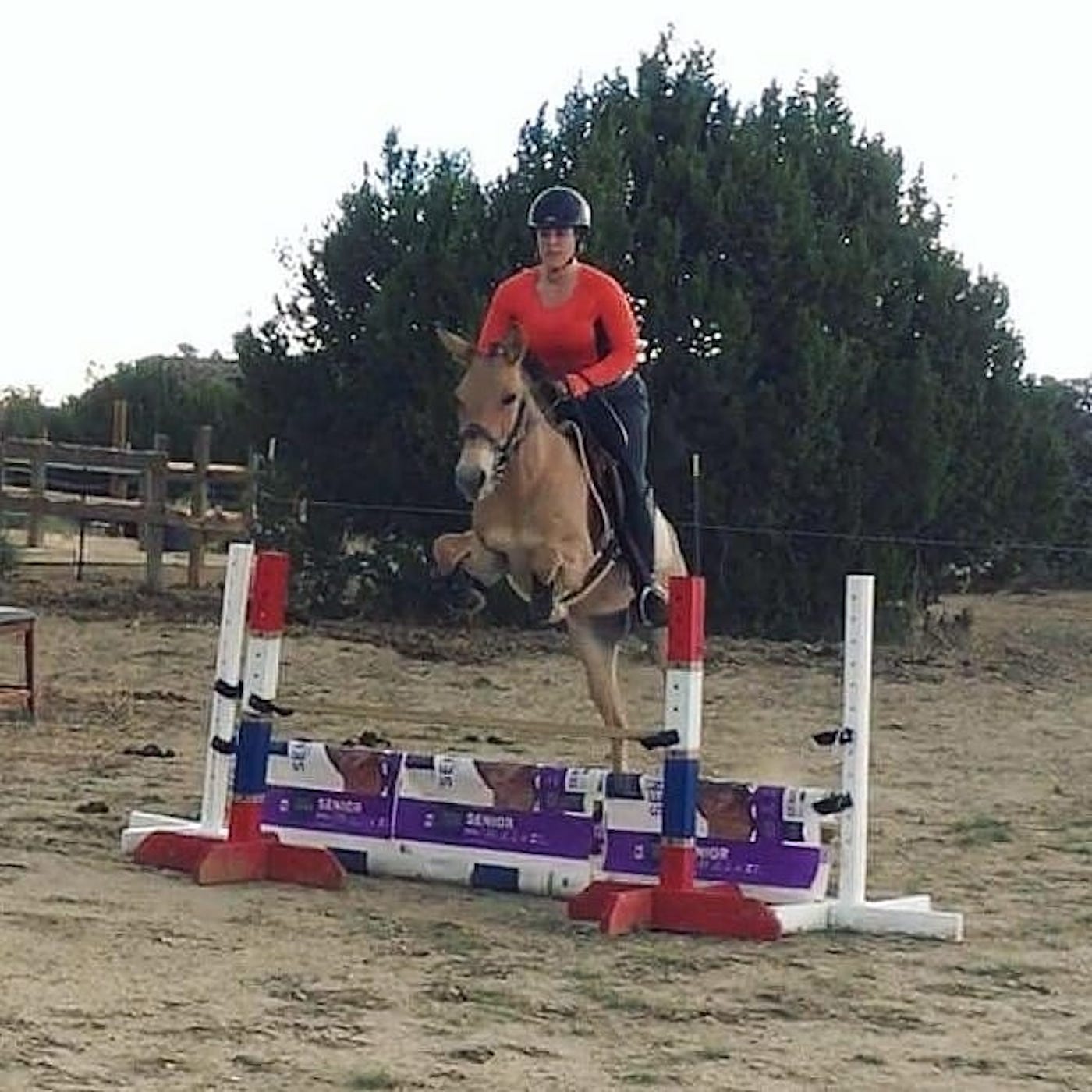 Mule2