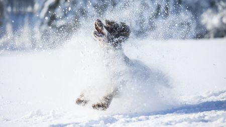 Snow flies around a playing dog.