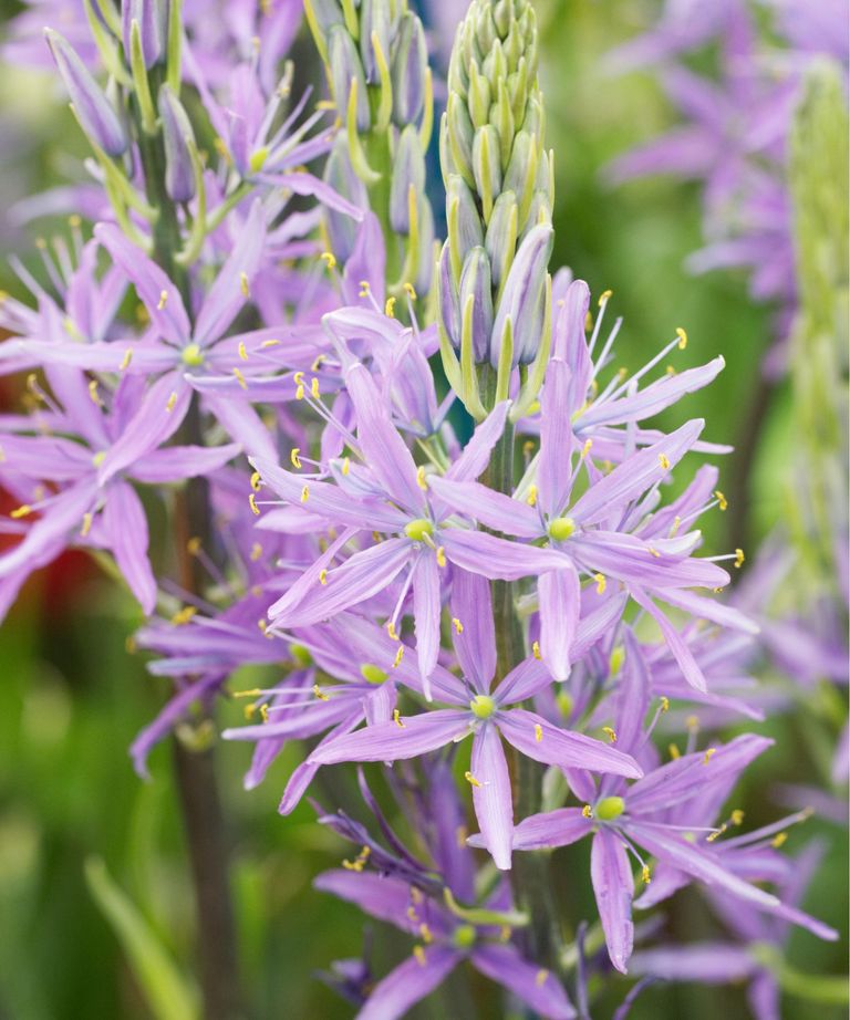 Planting Bulbs In Fall 12 Ways To Plant Bulbs For Year round Color To planting-bulbs-in-fall-12-ways-to-plant-bulbs-for-year-round-color-to
