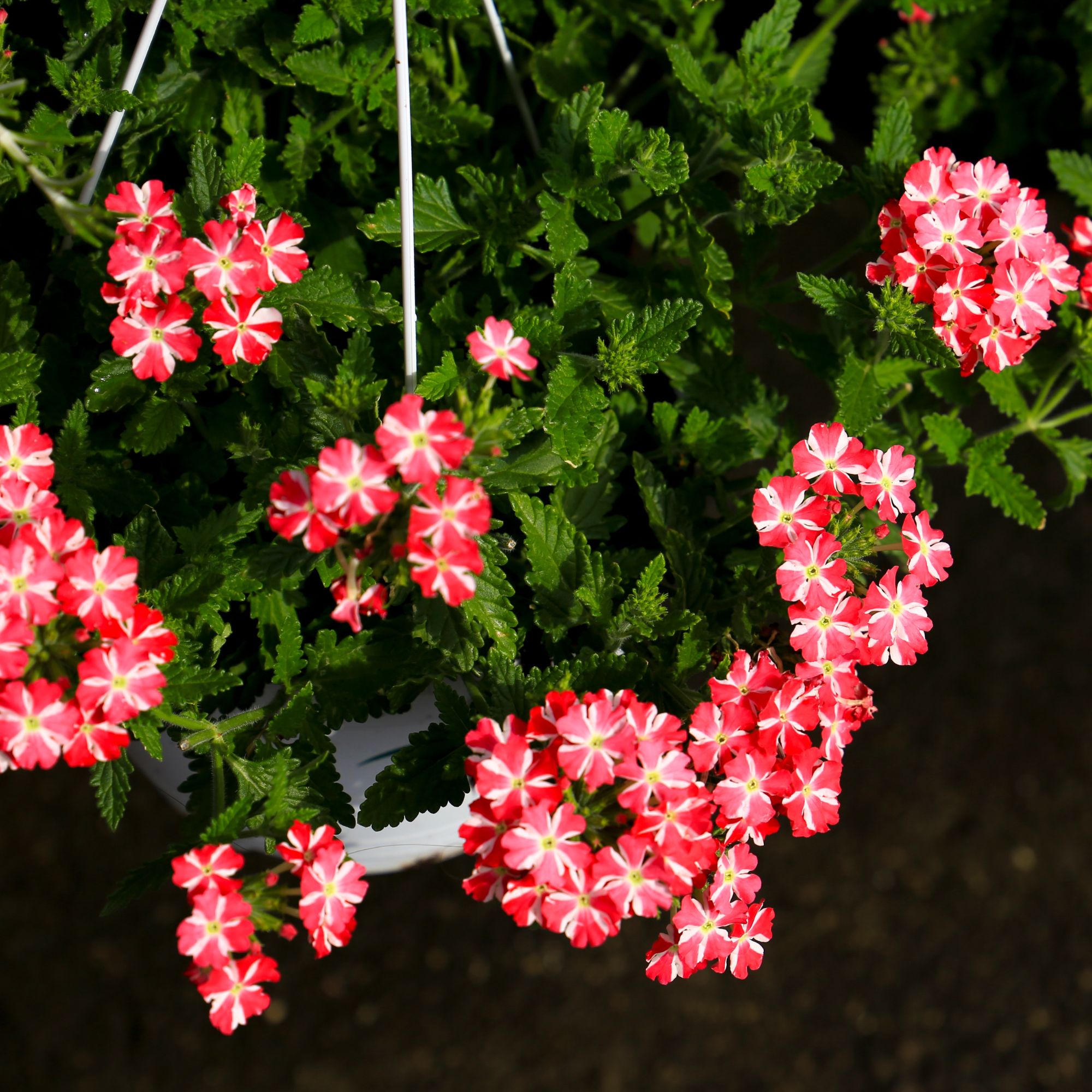 trailing verbena in a hanging basket