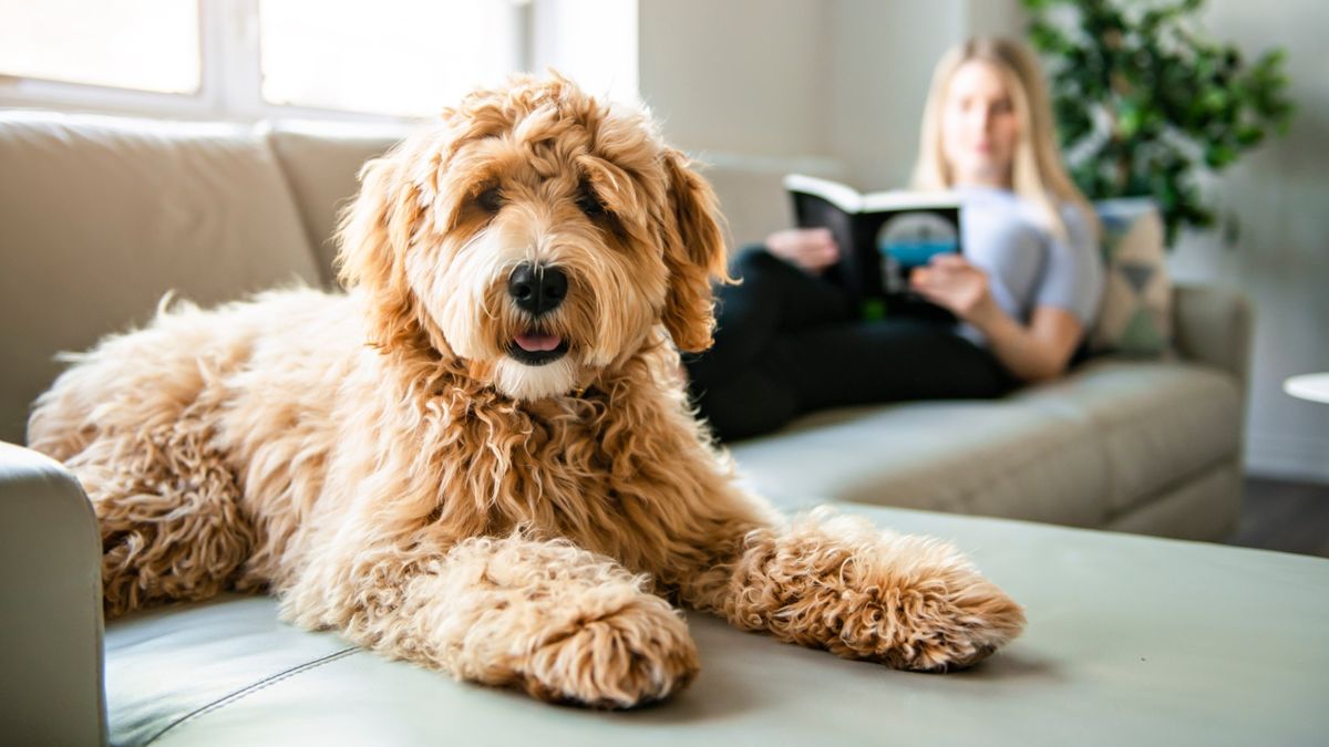 Golden Labradoodle dog sitting on sofa with woman in background reading a book