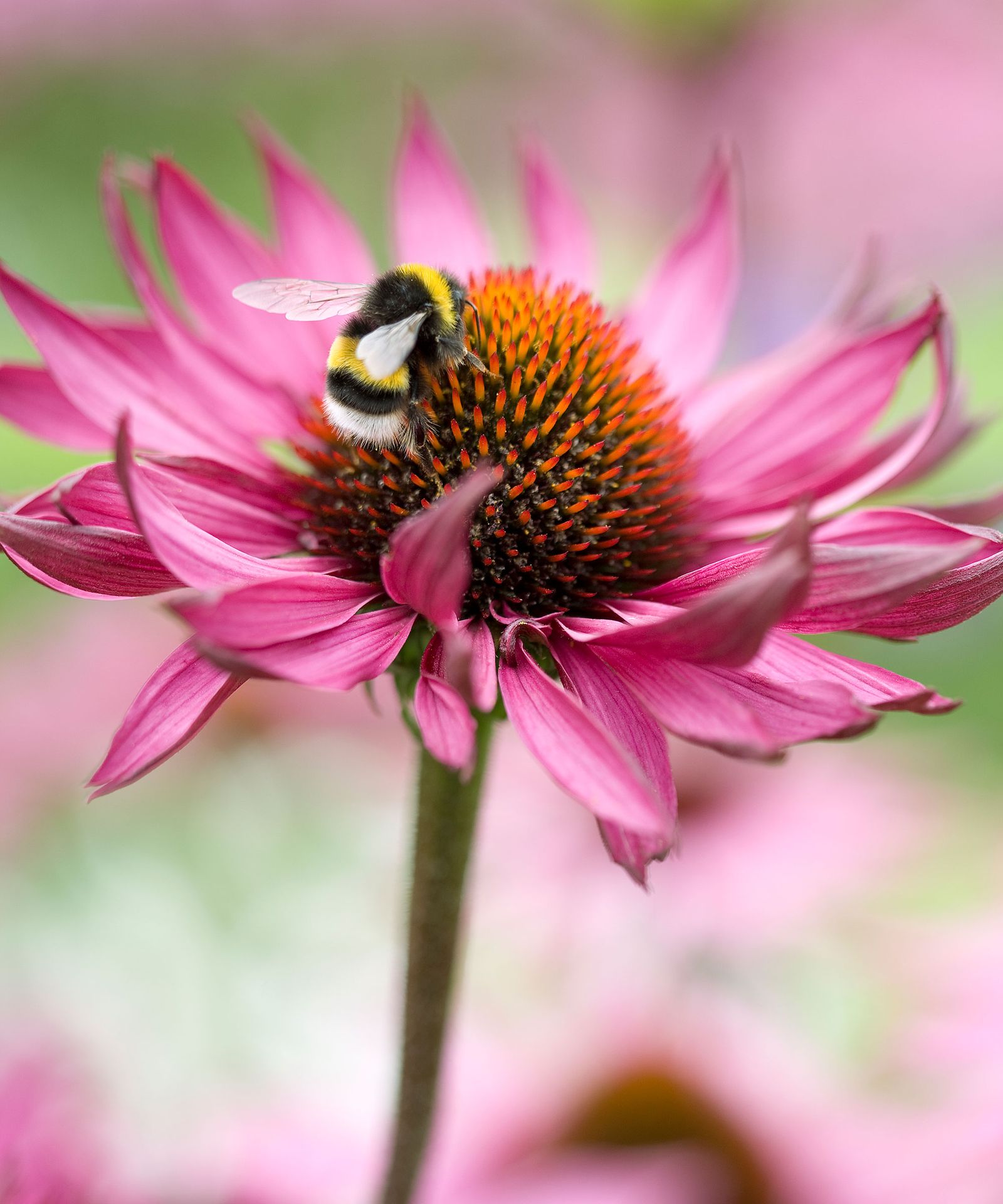 How to grow echinacea top tips on planting and caring for coneflowers