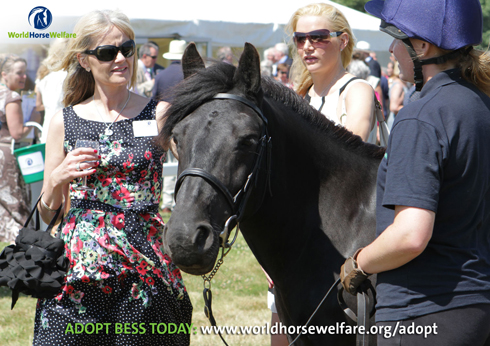 adopt-Bess-HH-image.jpg