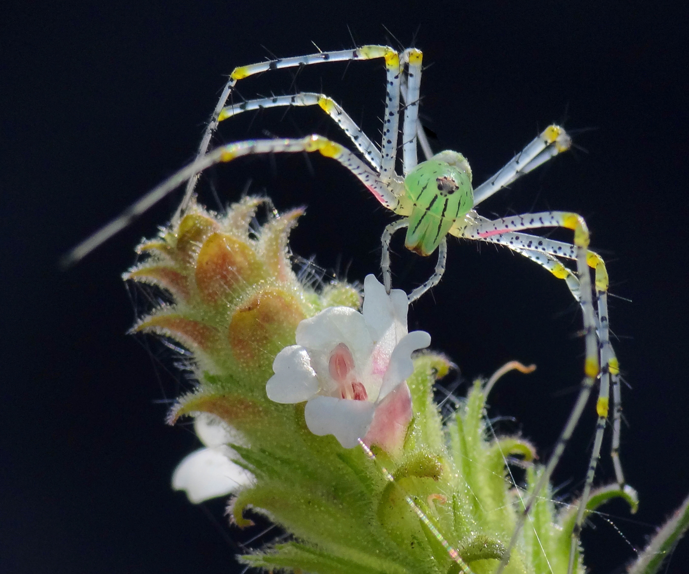 Birth month spiders