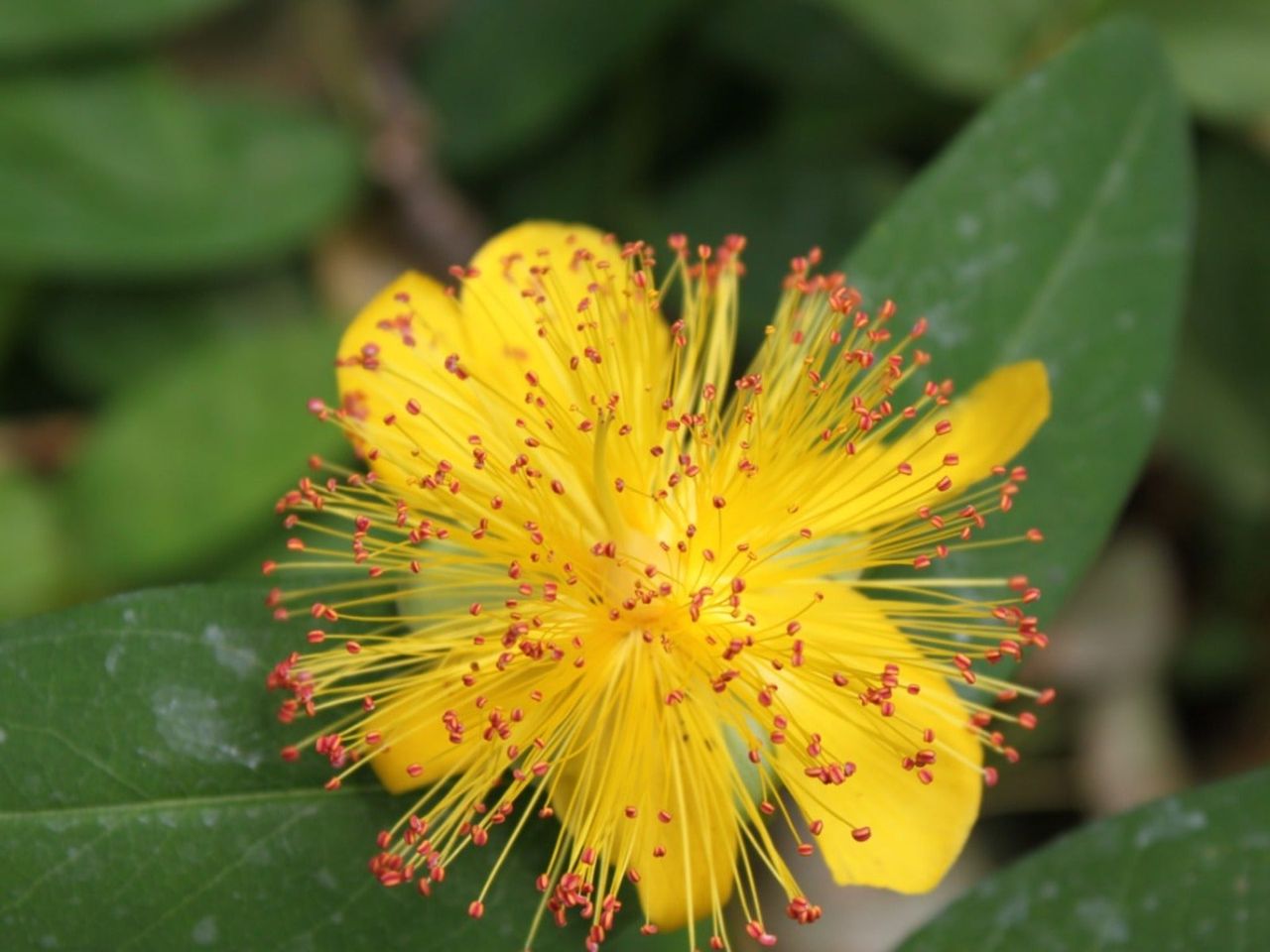 Close up of a St. John&#039;s Wort flower with yellow petals and red stamens