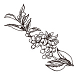 Nerolio plant illustration