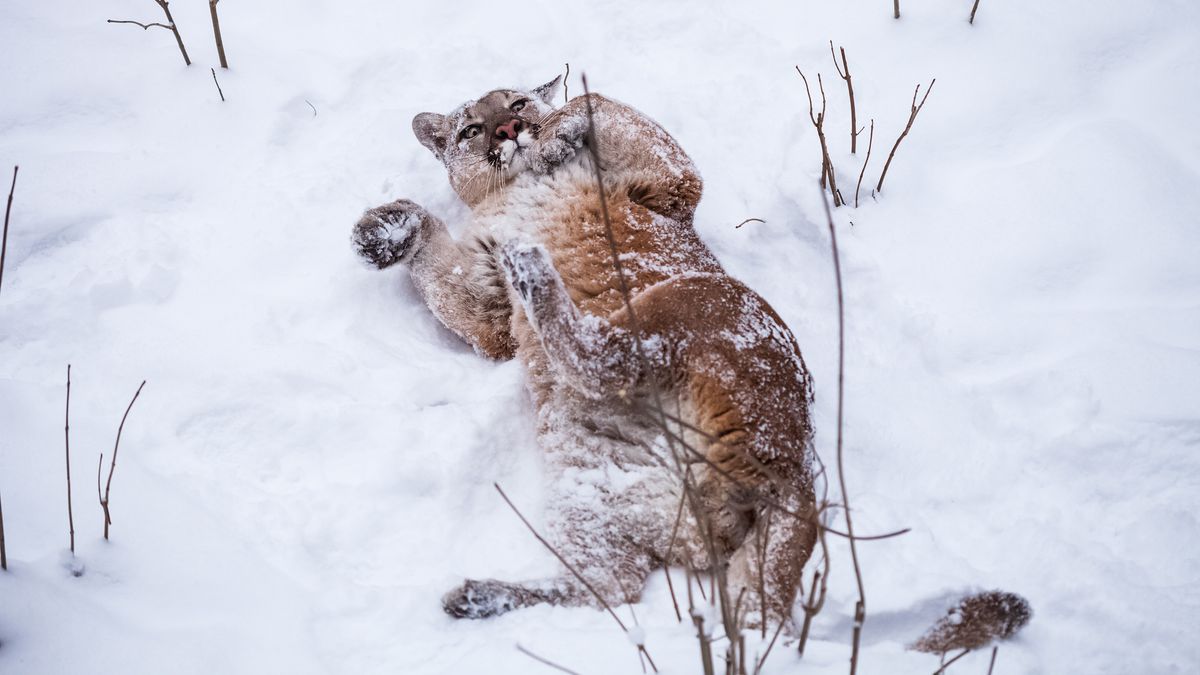 Oklahoma wildlife dept. says mountain lions don't make good pets. The internet disagrees.