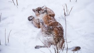 A mountain lion rolls around in the snow.