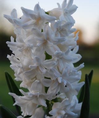 Hyacinth ‘Snow Crystal' in white