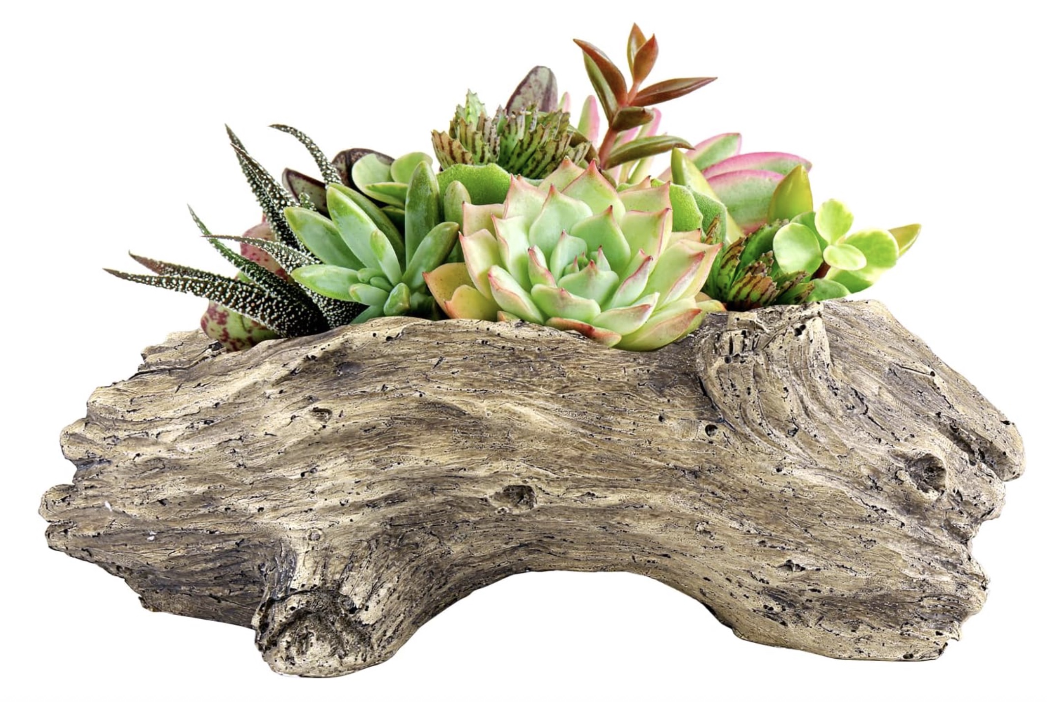 succulents sitting in log planter