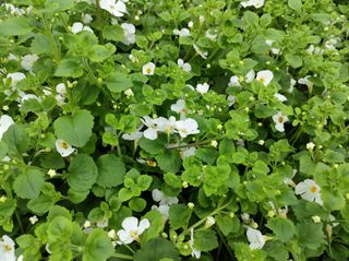 Bacopa