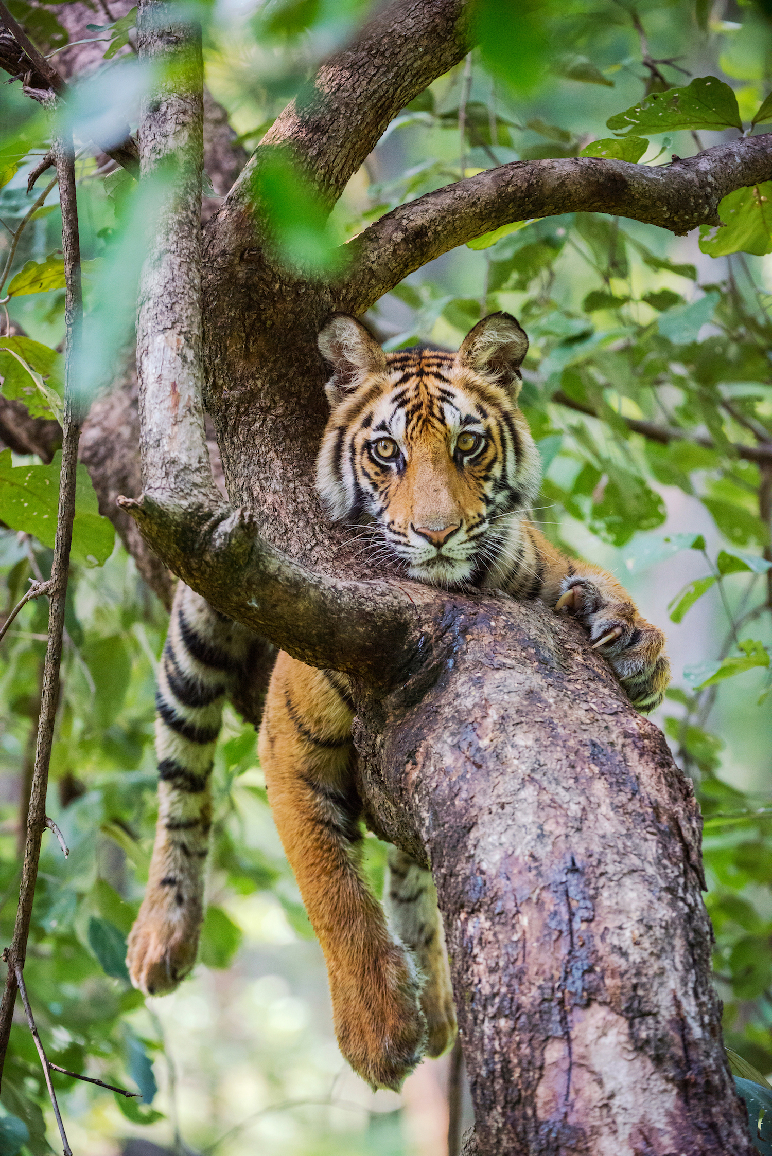 India's Bandhavgarh Tiger Reserve