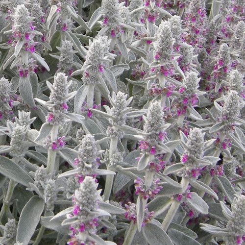 Stachys Byzantina Silver Carpet - Lambs Ears