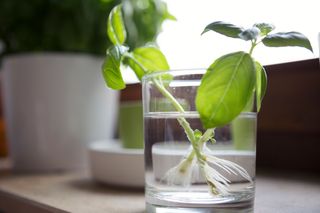 basil being propagated in glass of water