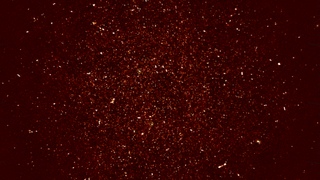 The MeerKAT in which astronomers made a detection of hydrogen in the distant universe