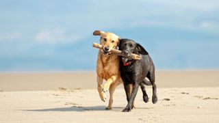 dogs holding the same stick running on a beach