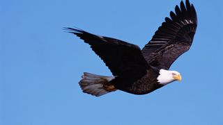 American Bald Eagle